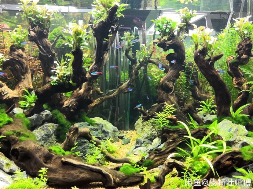 邯鄲森森魚缸（森森魚缸廠家電話） 邯鄲森森魚缸（森森魚缸廠家電話） 龍魚百科 第3張