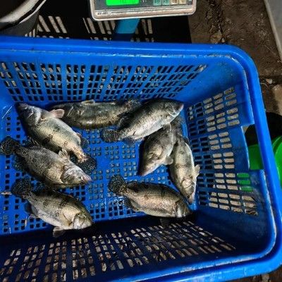 如何安裝魚缸的過濾器圖解 魚缸過濾器如何安裝視頻教程