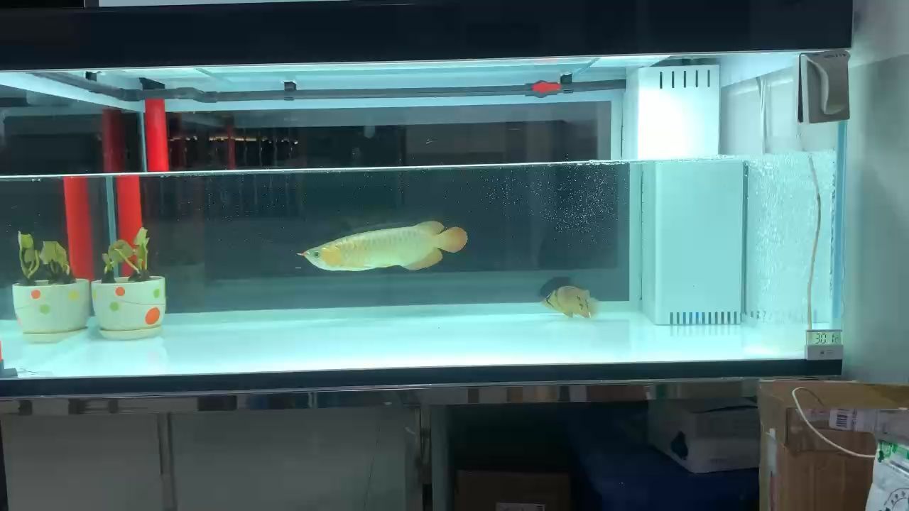 龍魚掉眼還能恢復嗎圖片視頻（龍魚掉眼會影響壽命嗎）