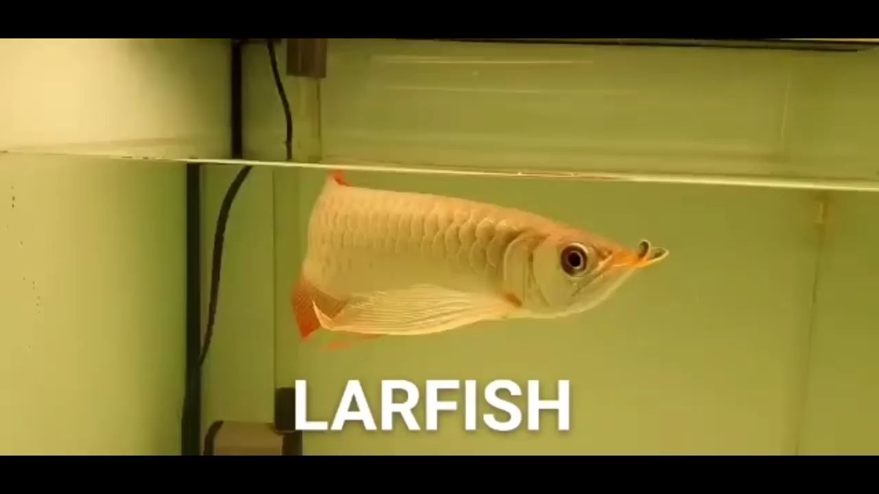 家庭魚缸的最佳尺寸圖（家庭魚缸的最佳擺放位置圖）