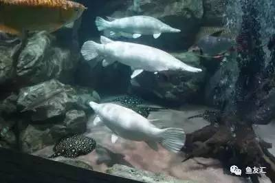龍魚翻肚子了,怎么辦_