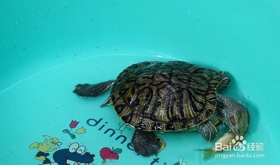 龍魚怎么養(yǎng)殖視頻教程：龍魚養(yǎng)殖全攻略，從新手到高手的實(shí)用視頻指南