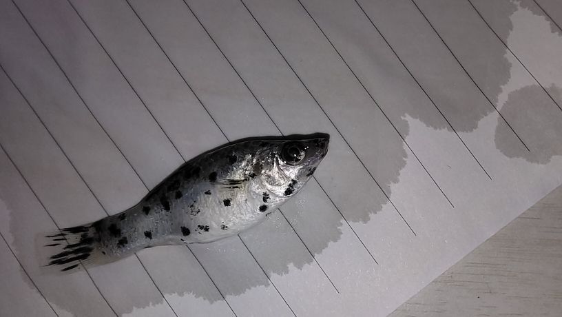 魚缸用放在有陽光的地方嗎好嗎（魚缸用放在有陽光的地方嗎好嗎）