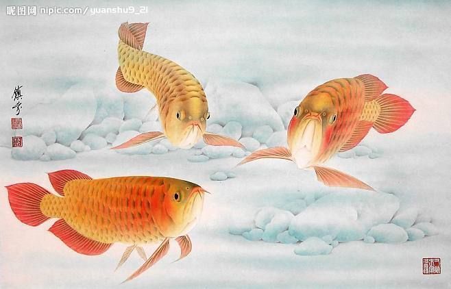 工筆金龍魚誰畫的好