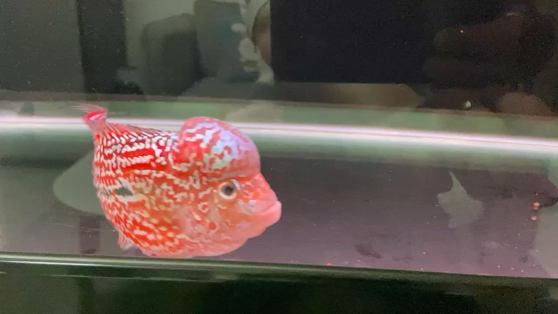 藍(lán)色的魚缸海鹽會(huì)改變水的顏色嗎為什么是綠色的 藍(lán)色的海鹽能養(yǎng)魚不