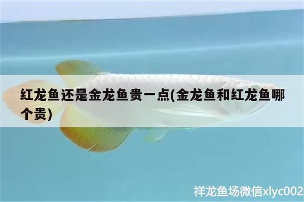 金龍魚和紅龍魚哪個貴一點，金龍魚和紅龍魚哪個更貴 金龍魚和紅龍魚哪個貴一點，金龍魚和紅龍魚哪個更貴 龍魚百科 第3張
