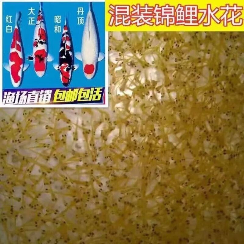 龍魚能生小魚嗎視頻：龍魚的繁殖奧秘，能否生小魚？ 龍魚能生小魚嗎視頻：龍魚的繁殖奧秘，能否生小魚？ 龍魚百科 第2張