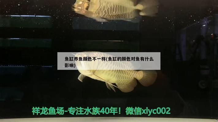 阜新個人二手魚缸交易平臺有哪些公司（阜新魚缸市場）