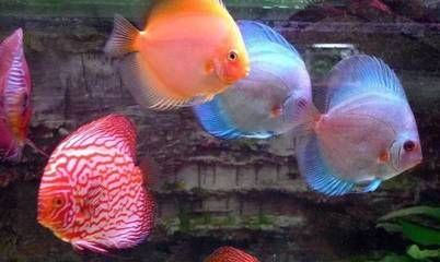 金龍魚鱗框越來越粗了（金龍魚鱗片松動怎么辦）