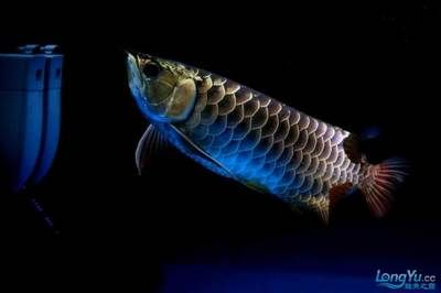 龍魚(yú)學(xué)堂，龍魚(yú)學(xué)堂在線(xiàn)論壇討論龍魚(yú)養(yǎng)殖水質(zhì)管理技巧龍魚(yú)常見(jiàn)疾病預(yù)防指南