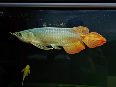龍魚(yú)學(xué)堂，龍魚(yú)學(xué)堂在線(xiàn)論壇討論龍魚(yú)養(yǎng)殖水質(zhì)管理技巧龍魚(yú)常見(jiàn)疾病預(yù)防指南