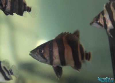 龍魚(yú)學(xué)堂，龍魚(yú)學(xué)堂在線(xiàn)論壇討論龍魚(yú)養(yǎng)殖水質(zhì)管理技巧龍魚(yú)常見(jiàn)疾病預(yù)防指南