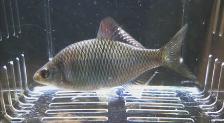 龍魚吃食猛