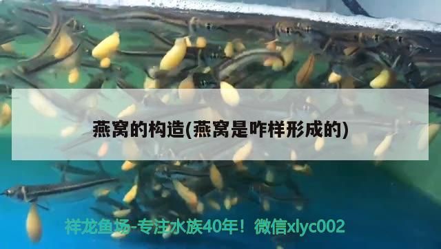 威縣哪里有賣魚缸的地方呀圖片(威縣哪里有賣魚缸的地方呀圖片視頻)