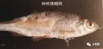 防止錦鯉水霉病的有效方法，如何預防錦鯉水霉病的發生