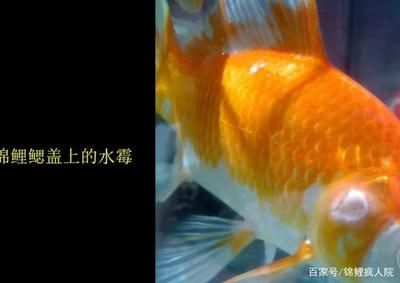 防止錦鯉水霉病的有效方法，如何預防錦鯉水霉病的發生