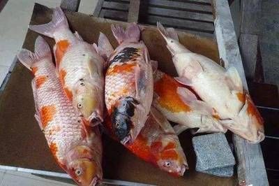 防止錦鯉水霉病的有效方法，如何預防錦鯉水霉病的發生
