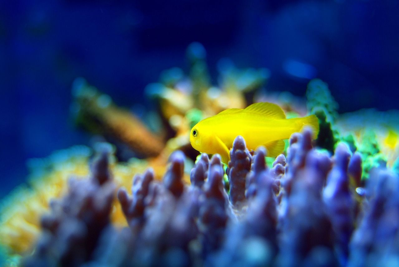 銀龍魚眼睛外面有白膜爬缸用藥嗎（銀龍魚眼睛有白點怎么個回事）