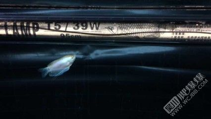 龍魚買賣，龍魚之巔龍魚之巔
