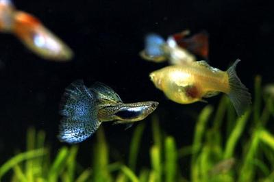 龍魚吃食欲望不高正常嗎為什么