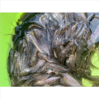 寧波魚缸市場地址查詢電話號碼（寧波觀賞魚批發市場）