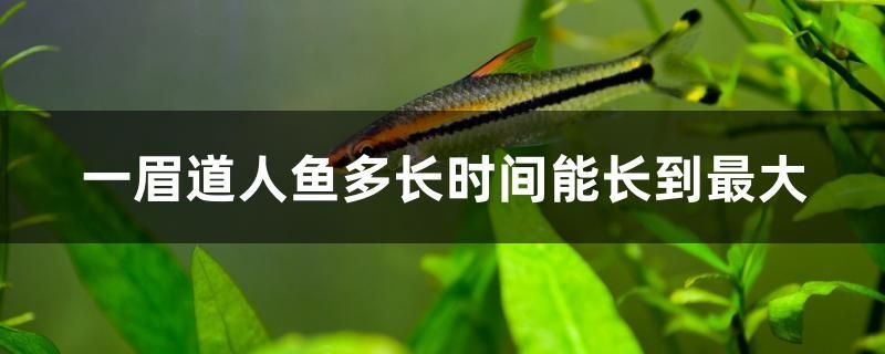 魚缸最大養(yǎng)多大的魚好（魚缸多大魚就能養(yǎng)多大）