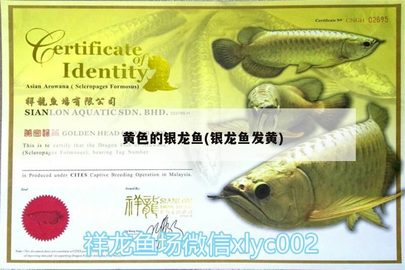 金龍魚的介紹和飼養（金龍魚的養法和注意事項）