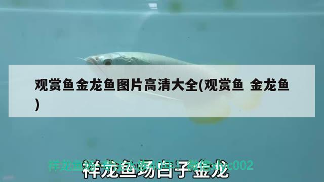 魚缸氧氣泵怎么裝圖解（魚缸氧氣泵安裝圖解）