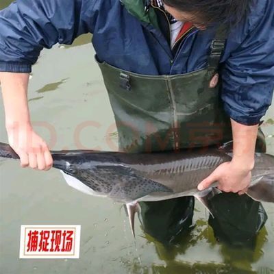 龍魚(yú)養(yǎng)殖水質(zhì)各項(xiàng)指標(biāo)，養(yǎng)殖龍魚(yú)時(shí)需要定期檢測(cè)和調(diào)整和調(diào)整水質(zhì)的各項(xiàng)指標(biāo)