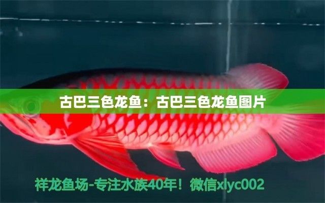 廣州魚缸廠家直銷店電話（廣州 魚缸）