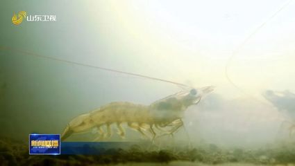 龍魚需要怎么養才能長大呢：飼養龍魚需要綜合考慮水質、水溫、喂食、魚缸尺寸等多個方面