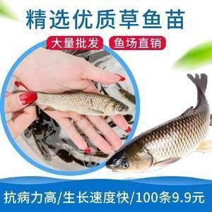龍魚吃草魚還是鯽魚好養