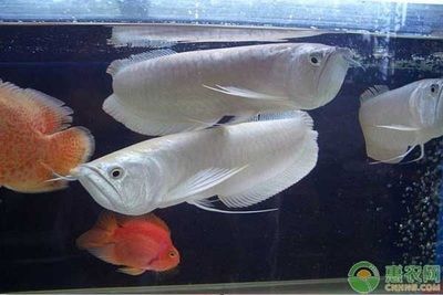 龍魚配什么魚好養又好看，與龍魚混養的幾種魚類