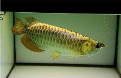 龍魚吃維生素b有什么作用和功效