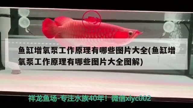 石家莊 龍魚，石家莊龍魚健康挑選指南石家莊龍魚健康挑選指南