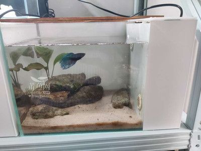 家里養金龍魚的風水