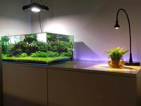 龍魚的溫度是多少合適的