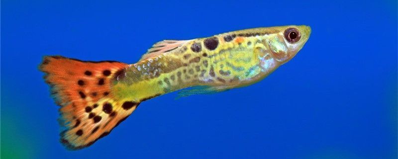哪種觀賞魚最好養(yǎng)不生病?（哪一種觀賞魚最好養(yǎng)且壽命長）