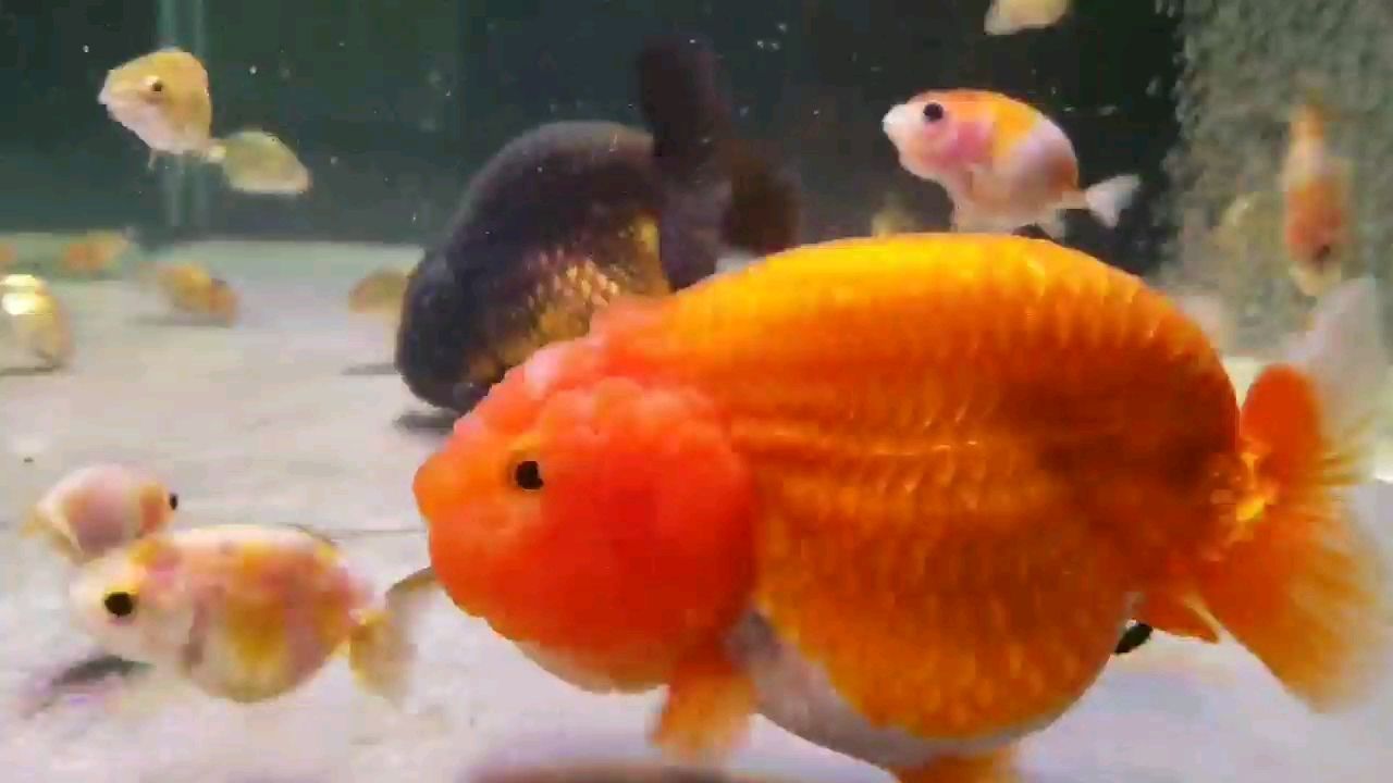 魚缸怎么改海缸（普通魚缸怎么改成海缸）