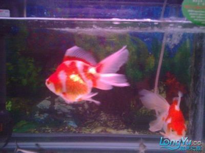 金魚和龍魚一起養(yǎng)嗎：金魚和龍魚一起養(yǎng)嗎？