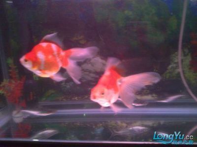 金魚和龍魚一起養(yǎng)嗎：金魚和龍魚一起養(yǎng)嗎？