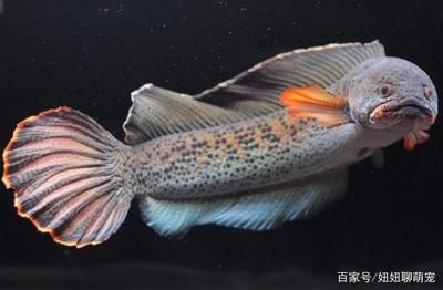 雷龍魚商都是喂什么，雷龍魚專用發色飼料效果