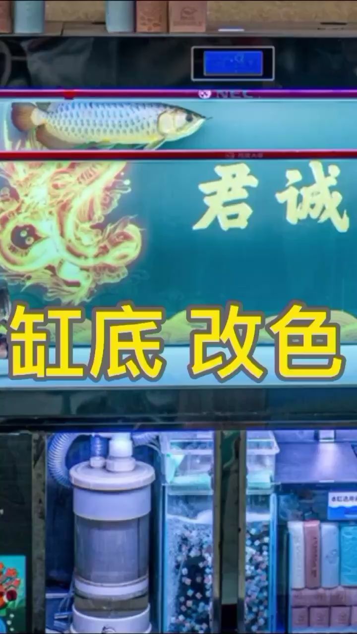 北京觀賞魚夜市2021年價格表及圖片（北京觀賞魚夜市2021年價格表及圖片及價格）