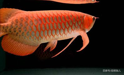 龍魚品種圖鑒最新版大全（金龍魚水質(zhì)管理要點，黑龍魚混養(yǎng)注意事項，）