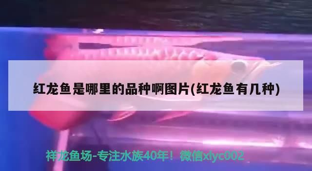 七彩雷龍魚長得快嗎圖片：七彩雷龍魚長得快嗎圖片欣賞