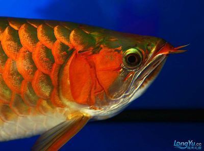 金龍魚特寫：關(guān)于金龍魚特寫的詳細(xì)介紹