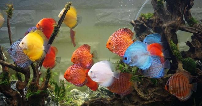 龍魚不吃食什么原因有三