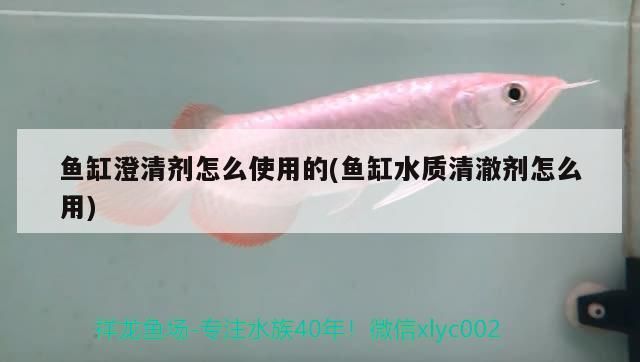 吉安觀賞魚市場價格多少錢一斤（吉安魚批發市場）