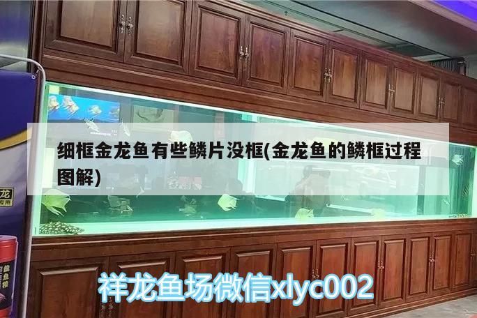 細框金龍魚有些鱗片沒框(金龍魚的鱗框過程圖解)