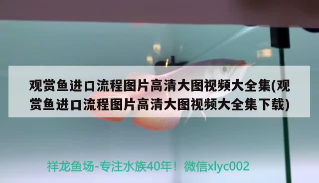 白城水族批發市場在哪里有賣(白城水族批發市場在哪里有賣的)